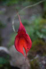 Orqudea Masdevallia Veitchiana