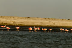 Flamencos o Parihuanas