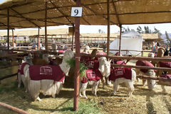 Exhibicin de alpacas