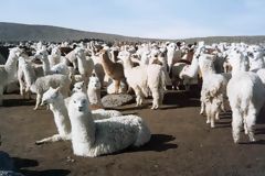 Rebao de alpacas