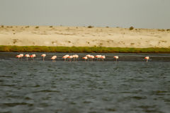 Flamencos o Parihuanas