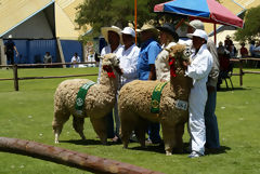 Exhibicin de alpacas