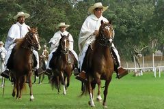 Caballo de paso