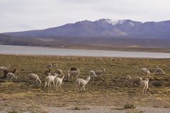 Alpacas en la laguna de Lariscota