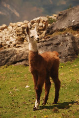 Llama en el complejo arqueolgico de Kulap