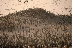 Aves en Punta Coles