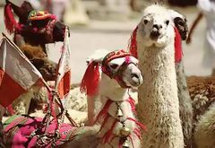 Alpacas, Colca