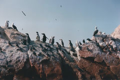 Islas Ballestas, Paracas