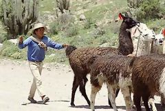 Nio pastor, Colca