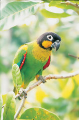 Loro de cachete anaranjado en el alto nanay