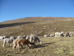 Alpacas