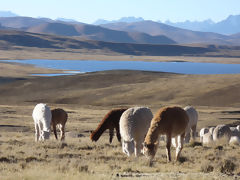 Alpacas