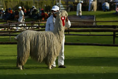 Exhibicin de alpacas