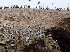 Islas Ballestas, Paracas