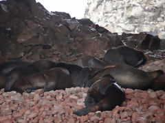 Islas Ballestas, Paracas