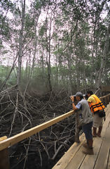 Turistas en los manglares de Tumbes