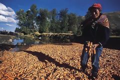 Cosecha de zanahorias en el valle del Mantaro