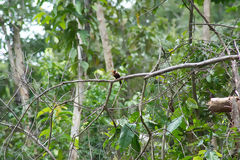 Jacamar de Oreja Blanca