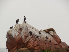 Islas Ballestas, Paracas