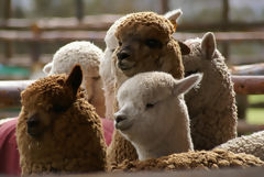 Exhibicin de alpacas