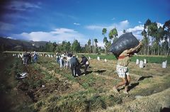 Cosecha en Jauja