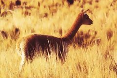 Vicuña