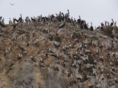 Islas Ballestas, Paracas