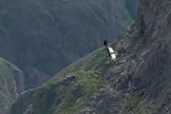 Cndor en el Colca