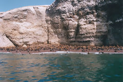 Islas Ballestas, Paracas