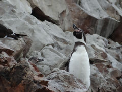 Islas Ballestas, Paracas