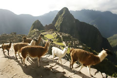 Llamas en Machu Picchu