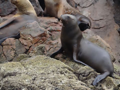 Islas Ballestas, Paracas