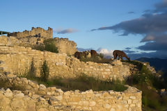 Fortaleza de Kuelap, Kulap