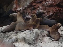 Islas Ballestas, Paracas