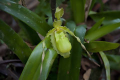 Orqudea en Oxapampa