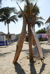 Caballitos de totora