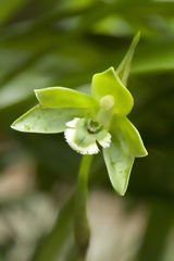 Orqudea en Machu Picchu